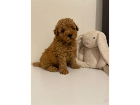 Red brown ev ortamı bebeklerimiz toy poodle