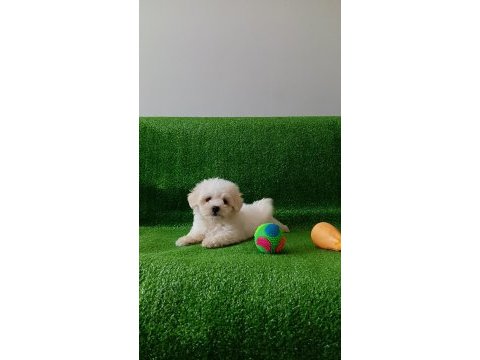 Orijinal maltese yavrularımız