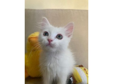 Scottish fold ve british shorthair yavruları