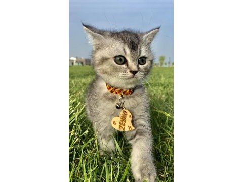 4 aylık scottish fold