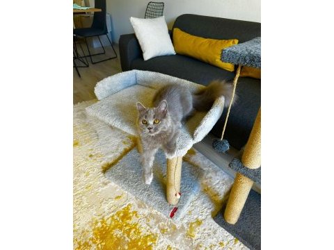 British shorthair cinsi yavrumuza yuva arıyoruz