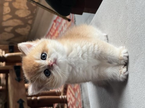 Saf kan golden british shorthair yavrular (wcf kayıtlı)