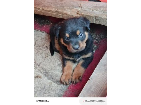 Irk garantili rottweiler yavruları