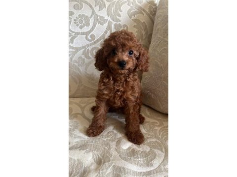 Toy poodle 2 aylık