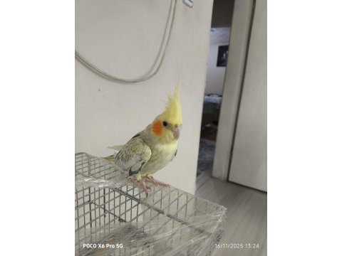 Sahibinden evcil dişi 9 aylık 2 tane sultan papağanı