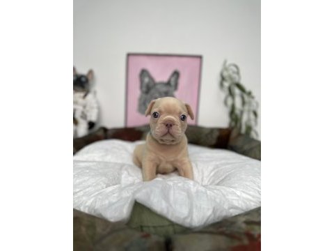 Full exotic üst düzey french bulldog yavrularım