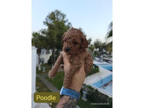 Toy poodle köpeğimiz