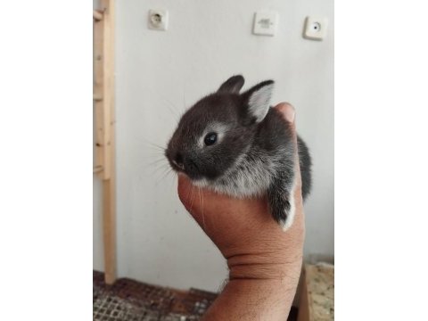Safkan hollanda black silver cüce tavşanlar