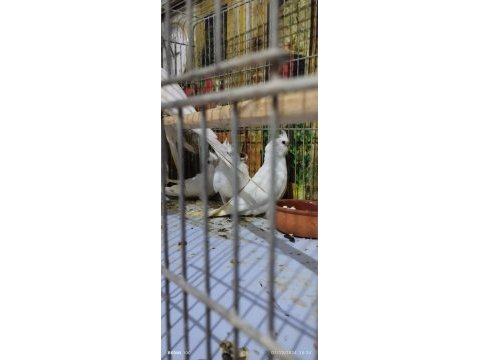 Süt beyaz albino kırmızı göz sultan papağanı yavrular