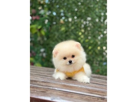 Yeni evlerine gitmeye hazır pomeranian yavruları