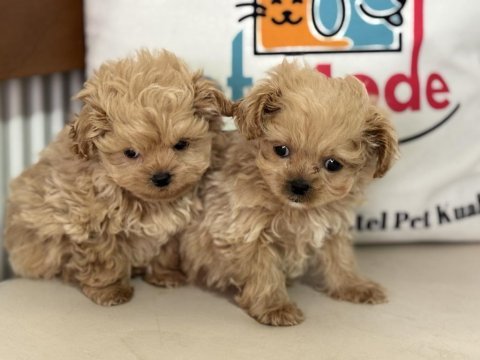 Wc eğitimli aşılı pasaportlu maltipoo yavrularımız