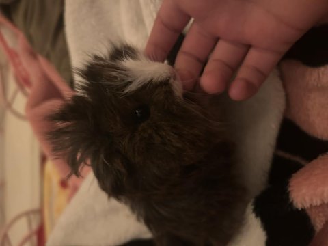 Guinea pig longhair yavru