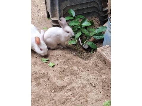 Erkek küçük renk cücesi tavşan