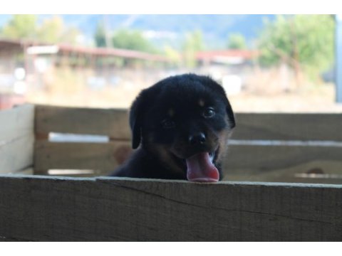 Hayalinizdeki rottweıler yavrusu sizi bekliyor