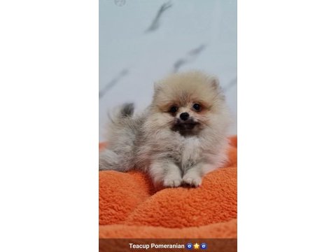 Mini boy teacup boo pomeranian