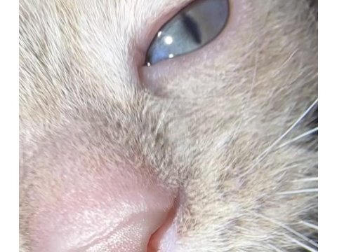 British shorthair yavruları ücretsiz sahiplendirilecektir