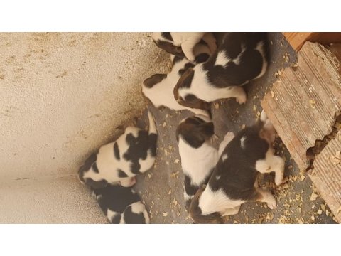 Beagle yavrularımız