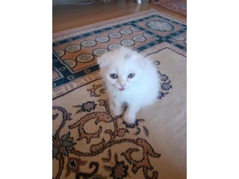 İki buçuk aylık scottish fold yavrular iki erkek bir dişi