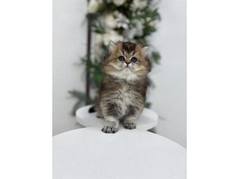 Black golden yakışıklı british longhair