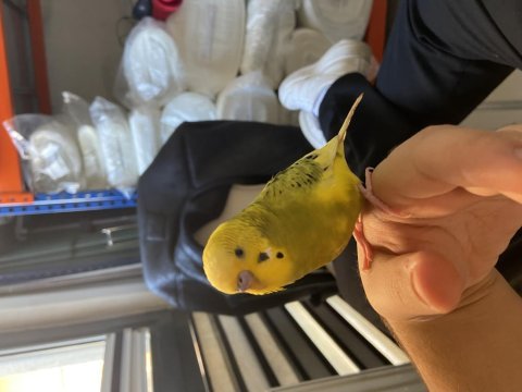 Konuşan elden koldan inmeyen insan canlısı kuşumuz