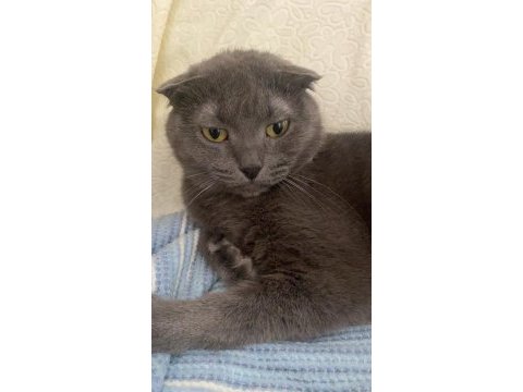 Ücretsiz scottish fold kızımız