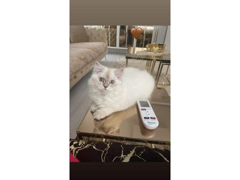 British longhair blue point