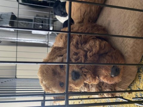 Toy poodle 2 erkek yavru sahiplendirilecek mesaj at