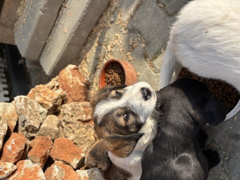 Evimizde beslediğimiz annenin farklı türdeki yavru köpekleri