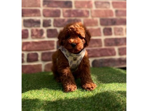 Safkan red brown toy poodle yavrular