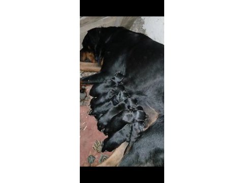 Koca kafalar rottweiler