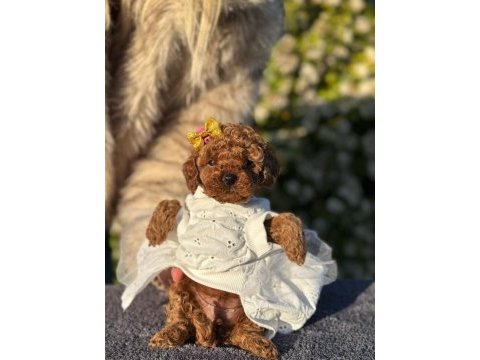 En küçük boy toy poodle yavrularım