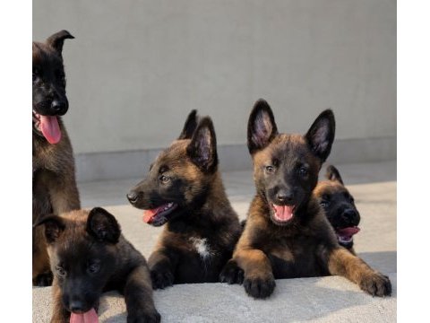Kaliteli kan hattından belçika malinois yavruları