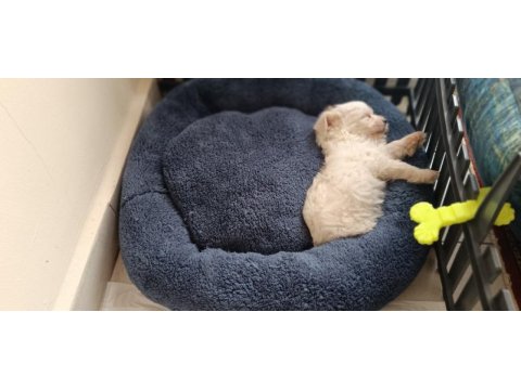 Akıl küpü tatlı terrier kızımız liaa