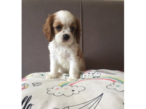 Mükemmel kalite cavalier king charles yavrular