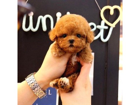 Toy poodle yavrularım