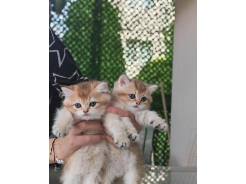 Ankaranın en seçkin golden british shorthair yavruları