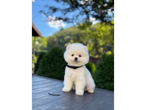 Pomeranian erkek bebek kys