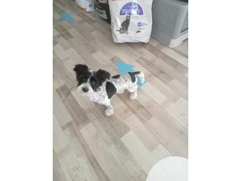 4 aylık dişi melez köpeğimiz