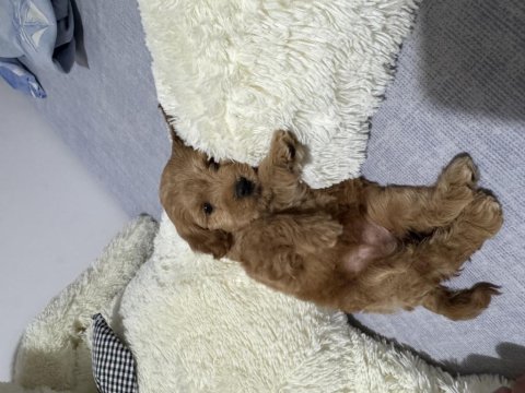 2 aylık dişi toy poodle yavrumuz