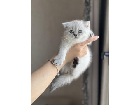 Ayı surat safkan british shorthair yavrum