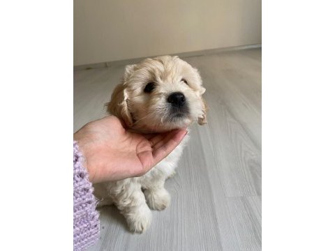 Sütten yeni kesildi dişi ve erkek morkie yavrularımız