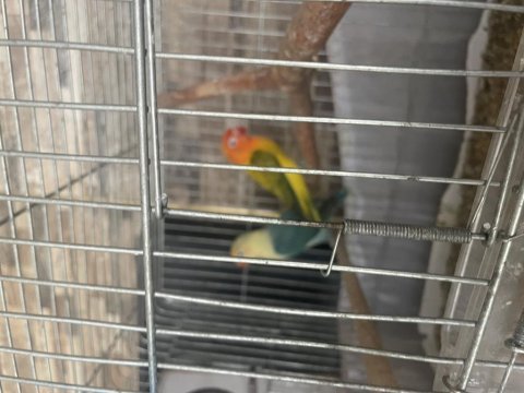 Yavrulu mutasyon cennet papağanı takım