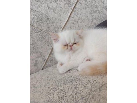 Exotic shorthair 2 aylık dişi