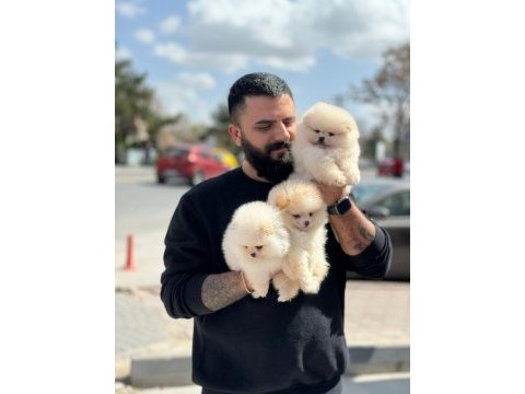 Çağrı çemçemin kataloğunun şampiyonu 