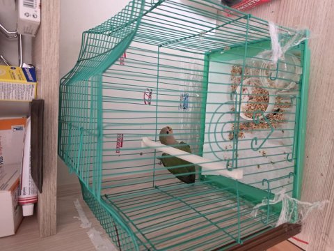 1.5 aylık sevda papağanı