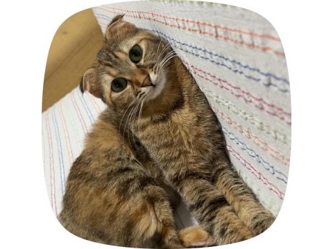 Ücretsiz sahiplendirme 2 yaşında scottish fold