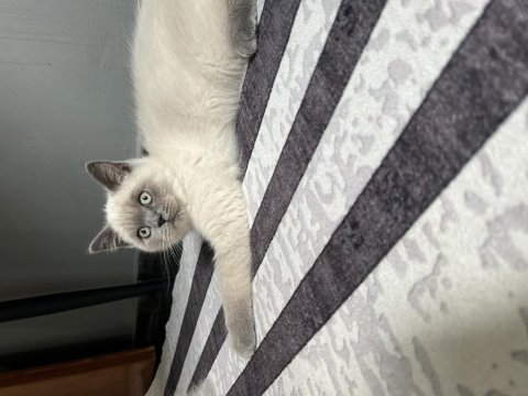 2 aylık blue point erkek british shorthair