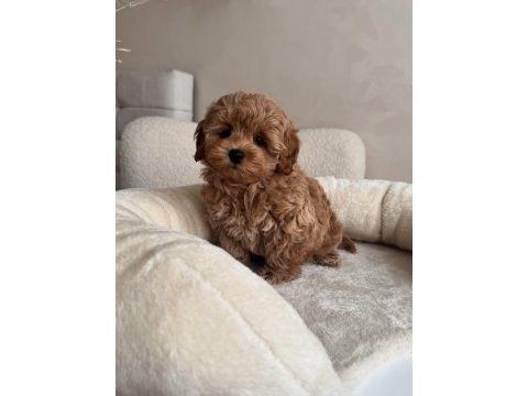Maltipoo minikler ped eğitimli sıfır boy