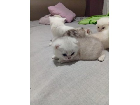 Bristh longhair bristh shorthair scotish tabby