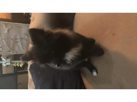 3 aylık pomeranian köpeğimiz